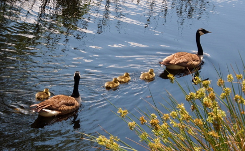 [A side view of all six swimming. One parent is in the lead with three in a row behind it. In the back is another adult with a gosling to its left.]